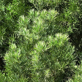 Fern Podocarpus - Nature Hills Nursery - #1 Container - 