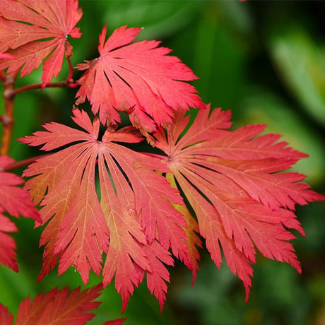 Fernleaf Full Moon Japanese Maple Tree - Nature Hills Nursery - #7 Container 3 - 4 Feet - 