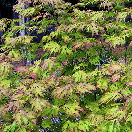 Fernleaf Full Moon Japanese Maple Tree - Nature Hills Nursery - #7 Container 3 - 4 Feet - 