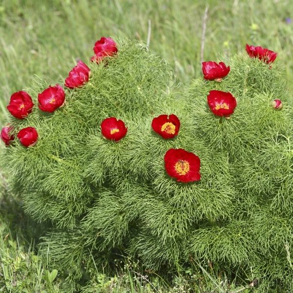 Fernleaf Peony - Nature Hills Nursery - #2 Container - 