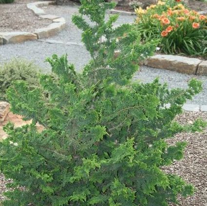 Detail view of Fernspray Hinoki False Cypress (Chamaecyparis obtusa 'Filicoides') showing plant structure and foliage.