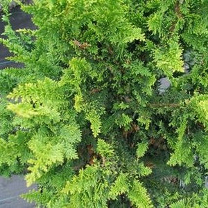Fernspray Hinoki False Cypress (Chamaecyparis obtusa 'Filicoides'), a shrub featuring evergreen and broad, pyramidal form.