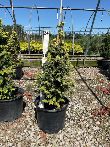 Fernspray Gold Hinoki False Cypress (Chamaecyparis obtusa 'Fernspray Gold') plant, crop photo - Sep 11, 2026
