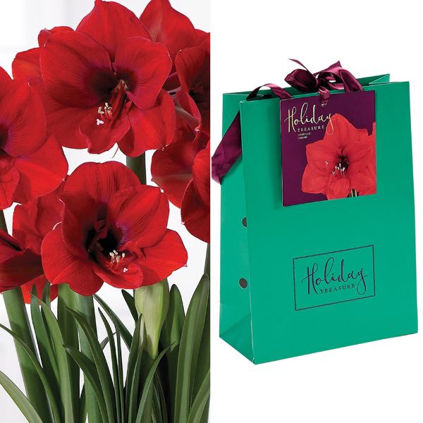 Ferrari Amaryllis Gift Bag - Nature Hills Nursery - 1 Pack Bulb - 