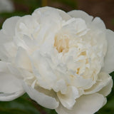 Festiva Maxima Peony - Nature Hills Nursery - #3 Container - 