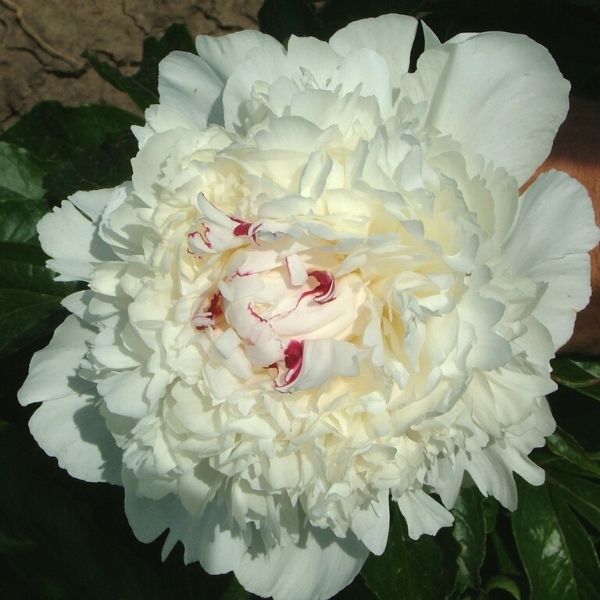 Festiva Maxima Peony - Nature Hills Nursery - #3 Container - 