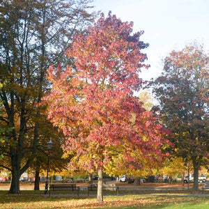 Festival Sweetgum Tree - Nature Hills Nursery - 4x4x6 Container 2 - 3 Feet - 