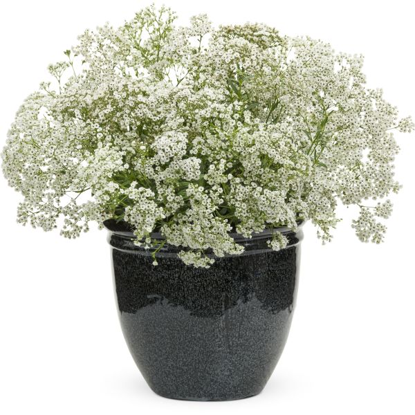 Festival&trade; White Flare Baby's Breath - Nature Hills Nursery - #1 Container 2 Pack - 