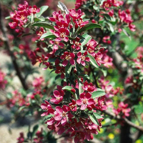 Purple Prince Crabapple