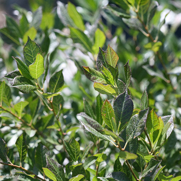 Little Goblin&reg; Guy Winterberry Holly