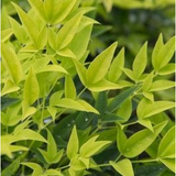 Lemon Lime Nandina