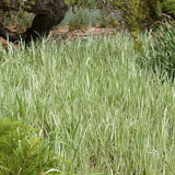 Strawberries and Cream Ribbon Grass