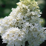 PeeGee Panicle Hydrangea