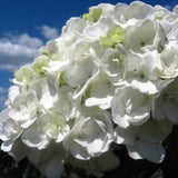 Chinese Snowball Viburnum