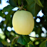 Ghost Apple Tree