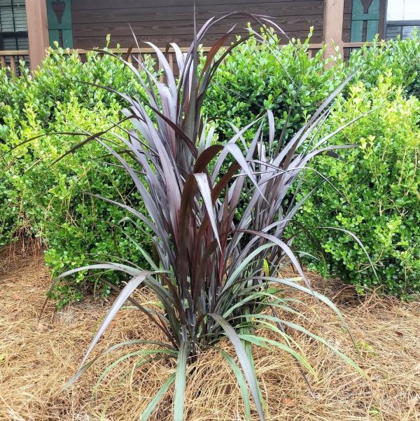 First Knight&trade; Napier Grass