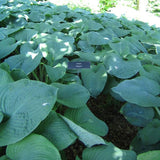 Elegans Hosta