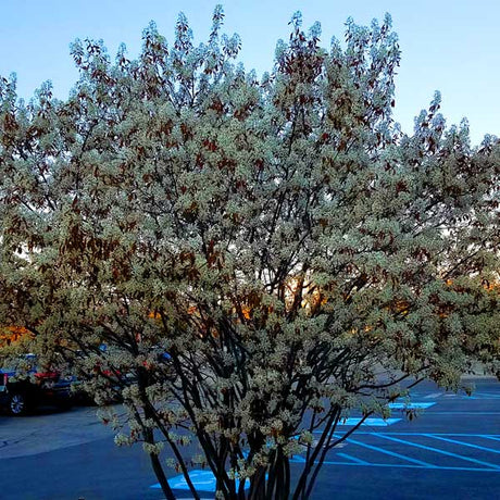 Autumn Brilliance Serviceberry