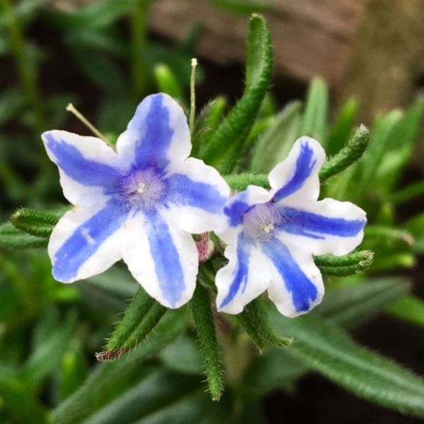 Blue Star Lithodora