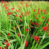 Lucifer Crocosmia