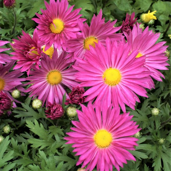 Mammoth&trade; Lavender Daisy Garden Mum