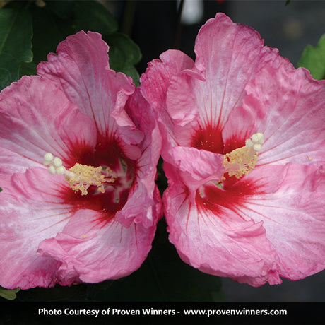 Ruffled Satin&reg; Rose of Sharon Tree Form