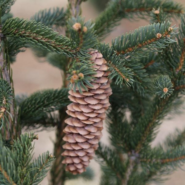 Columnar Norway Spruce