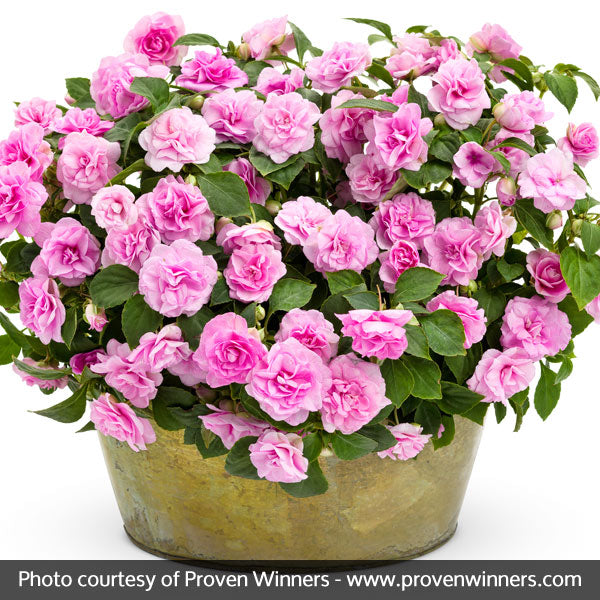 Rockapulco&reg; Orchid Double Impatiens