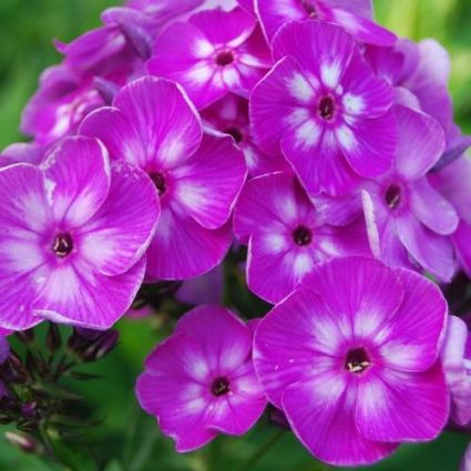 Hardy Tall Laura Phlox