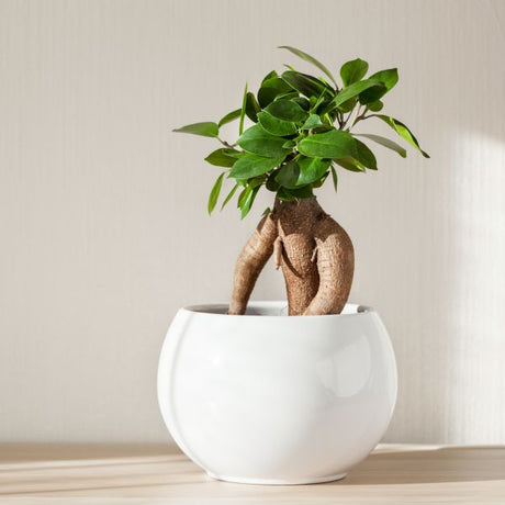 Ficus Ginseng - Nature Hills Nursery - 6 Inch Container - 