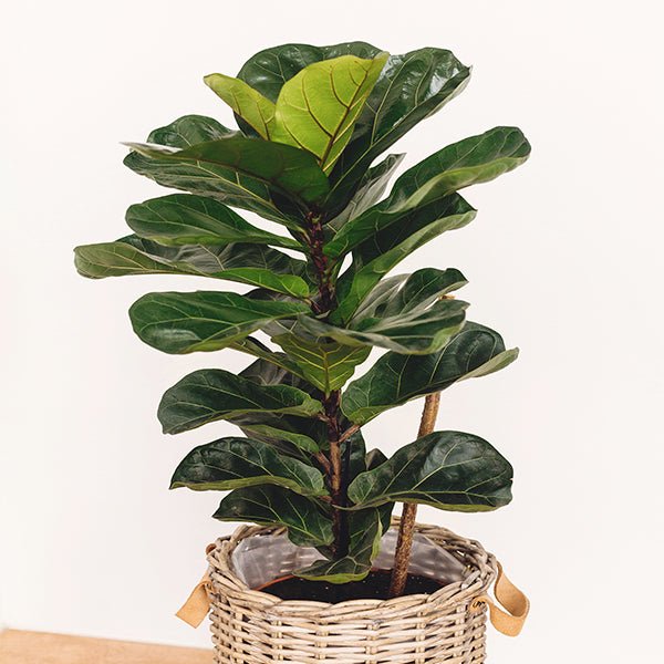 Fiddle - Leaf Fig - Nature Hills Nursery - Quart Container Multi - Stem - 