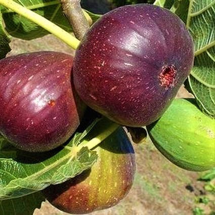Detail view of Brown Turkey Fig Tree (Ficus carica 'Brown Turkey') showing plant structure and foliage.