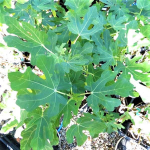 Deciduous foliage of Brown Turkey Fig Tree (Ficus carica 'Brown Turkey') in a garden setting.