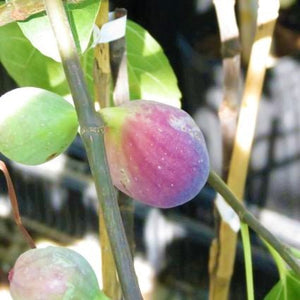 Close-up of green ficus flowers on Chicago Hardy Fig Tree blooming in late spring.