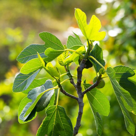 Deciduous foliage of Chicago Hardy Fig Tree (Ficus carica 'Chicago Hardy') in a garden setting.