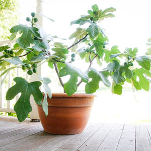 Detail view of Fignomenal® Dwarf Fig (Ficus carica 'PT-DF-14' PP32,537) showing plant structure and foliage.