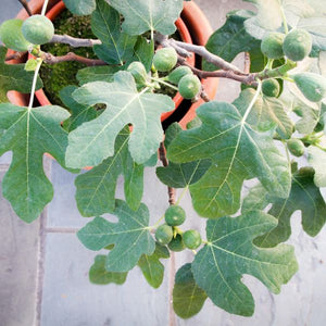 Fignomenal® Dwarf Fig (Ficus carica 'PT-DF-14' PP32,537), a tree featuring deciduous and erect, multi-stemmed form.