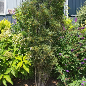 Detail view of Fine Line® Buckthorn (Rhamnus frangula 'Ron Williams') showing plant structure and foliage.