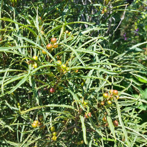 Deciduous foliage of Fine Line® Buckthorn (Rhamnus frangula 'Ron Williams') in a garden setting.