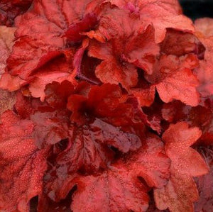 Fire Alarm Coral Bells