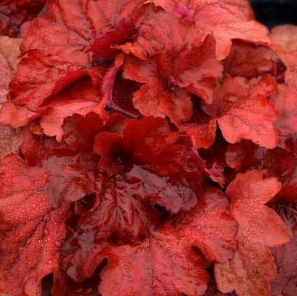 Fire Alarm Coral Bells