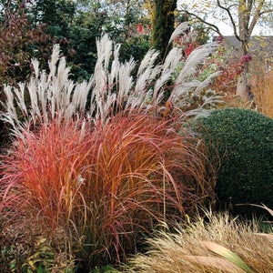 Fire Dragon Maiden Grass - Nature Hills Nursery - Quart Container - 
