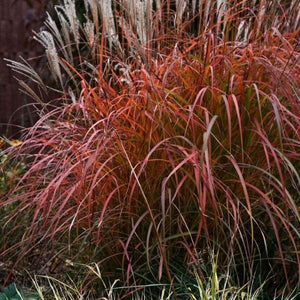 Fire Dragon Maiden Grass - Nature Hills Nursery - Quart Container - 