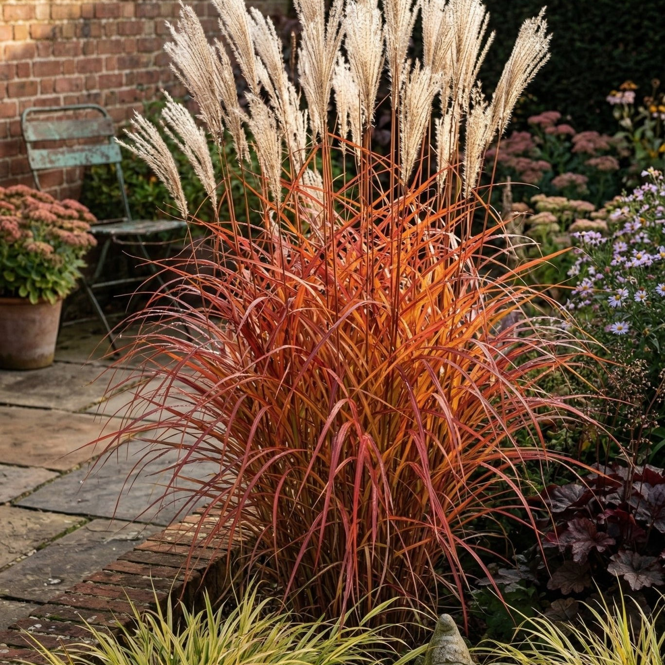 Fire Dragon Maiden Grass displaying vivid orange-red fall foliage and silvery plumes in a walled garden border.