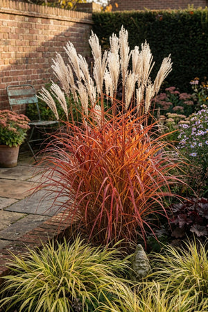 Fire Dragon Maiden Grass displaying vivid orange-red fall foliage and silvery plumes in a walled garden border.