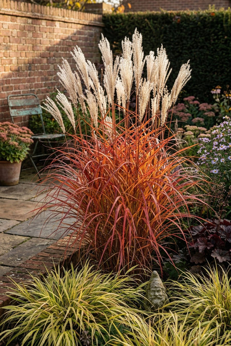 Fire Dragon Maiden Grass displaying vivid orange-red fall foliage and silvery plumes in a walled garden border.