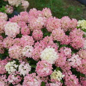 Fire Light Tidbit&reg; Panicle Hydrangea - Nature Hills Nursery - #2 Container - 