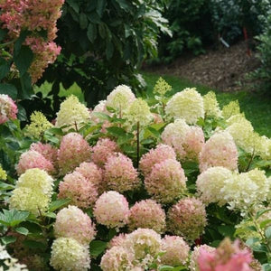 Fire Light Tidbit&reg; Panicle Hydrangea - Nature Hills Nursery - #2 Container - 