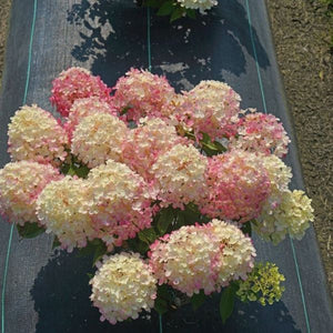 Fire Light Tidbit&reg; Panicle Hydrangea - Nature Hills Nursery - #2 Container - 