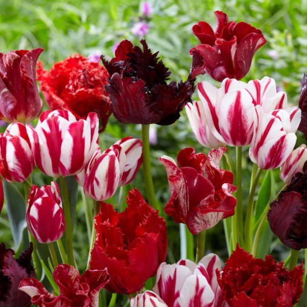 Fire Pot Tulip Blend